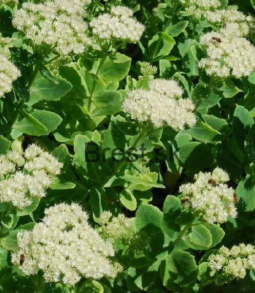 Sedum spectabile 'Stardust'